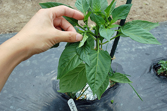 パプリカの一番花 二番花の摘花 株の生長優先で気長に収穫の時を待ちます 子供と楽しむ たかみん菜園ライフ