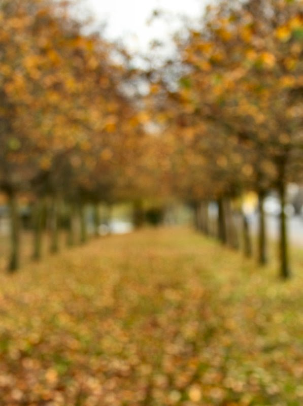 Avenue of trees defocussed