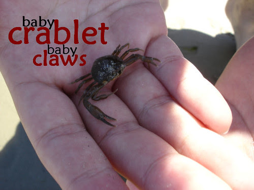 crab 1