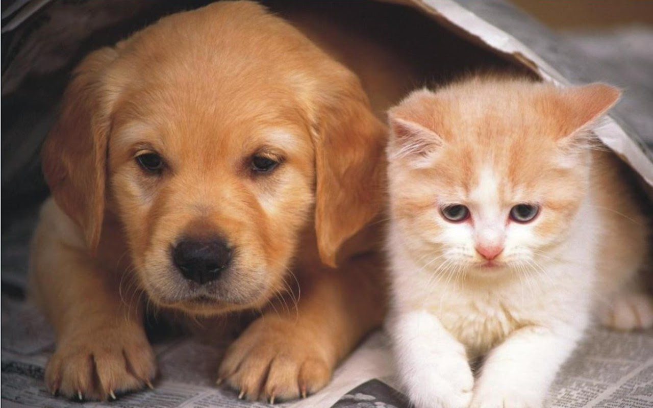 Dog and Cat Wallpaper - Teddybear64 Wallpaper (16834863) - Fanpop
