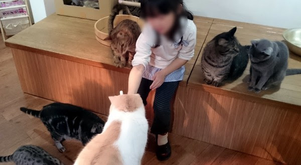 猫カフェ Catroom こるね 荻窪 食と酒と本と街と