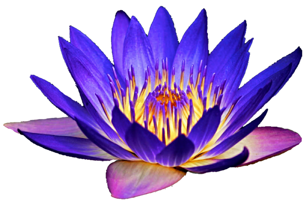 Free Free 69 Transparent Background Purple Flower Svg SVG PNG EPS DXF File
