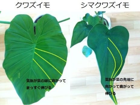 月まで伸びろ クワズイモとシマクワズイモ その見分け方は