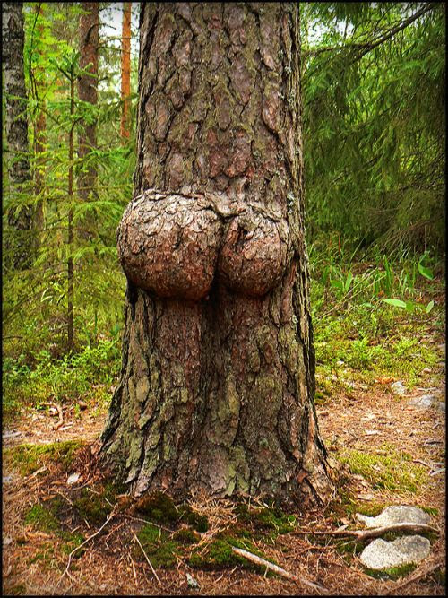 Tree Porn (12  pics)