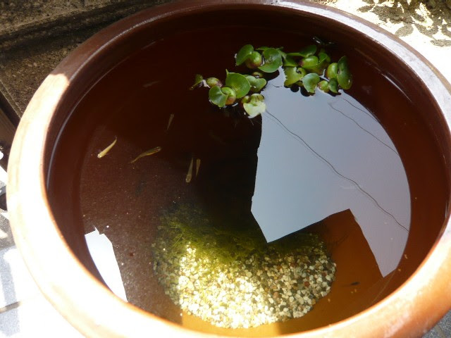 メダカ屋外へ はこ庭ちっく