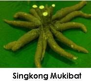 http://randaka.files.wordpress.com/2010/03/singkongmukibat.jpg