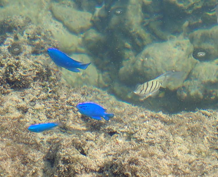 子供と遊ぼう 沖縄 潮だまりフィッシング Monsters Pro Shop