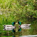 Love in the duck pond, close-up