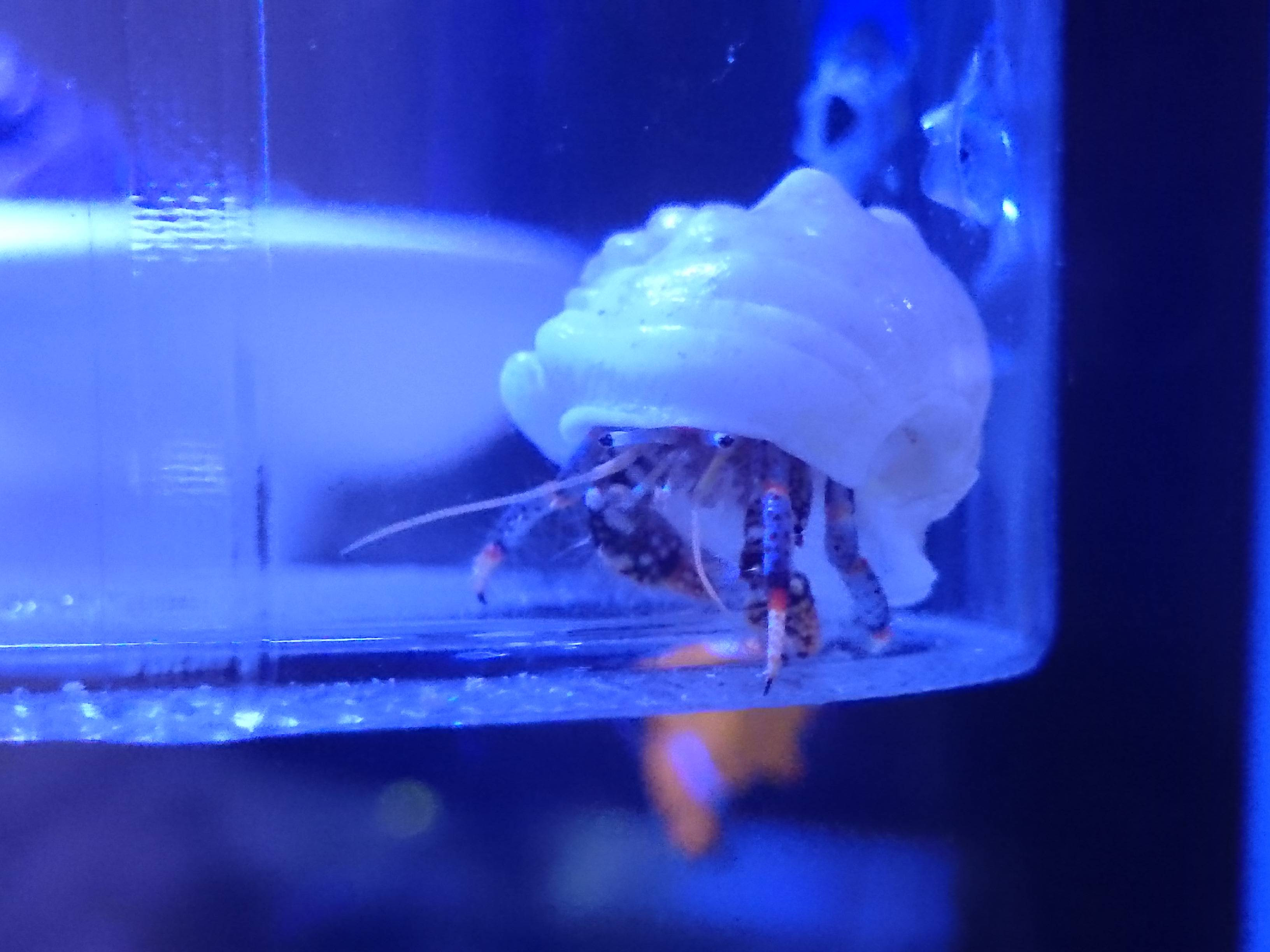 ヤドカリが暴君と化しました 30cm水槽の海水魚飼育