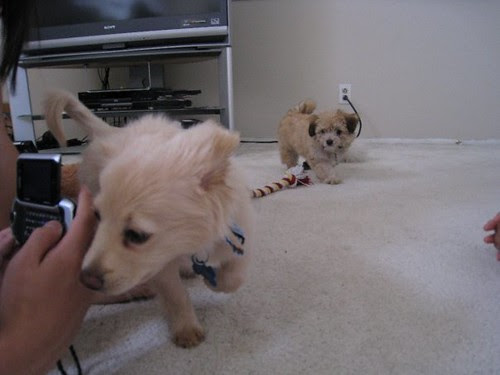golden retriever mixed with chihuahua. golden retriever/chihuahua mix