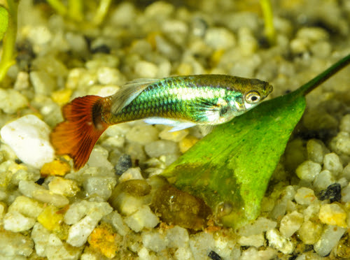 グッピーの糞の色は大丈夫 赤 緑 白の糞は要注意 熱帯魚 淡水魚 海水魚の図鑑