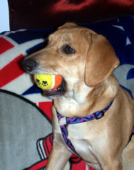 SophieBall