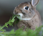 Rabbit eating greens