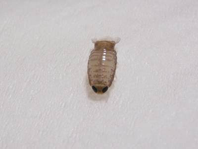 海水魚さんの寄生虫 ウオノエ科の種 海水魚が好き 楽天ブログ
