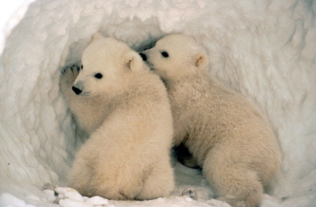 Polar bears have been listed as threatened since 2008