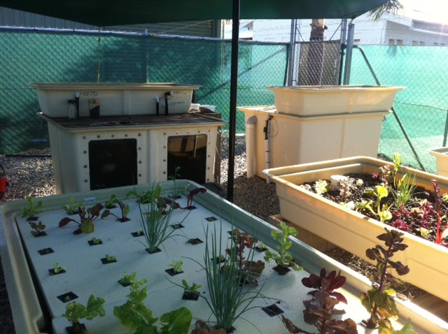Aquaponics Design Plans