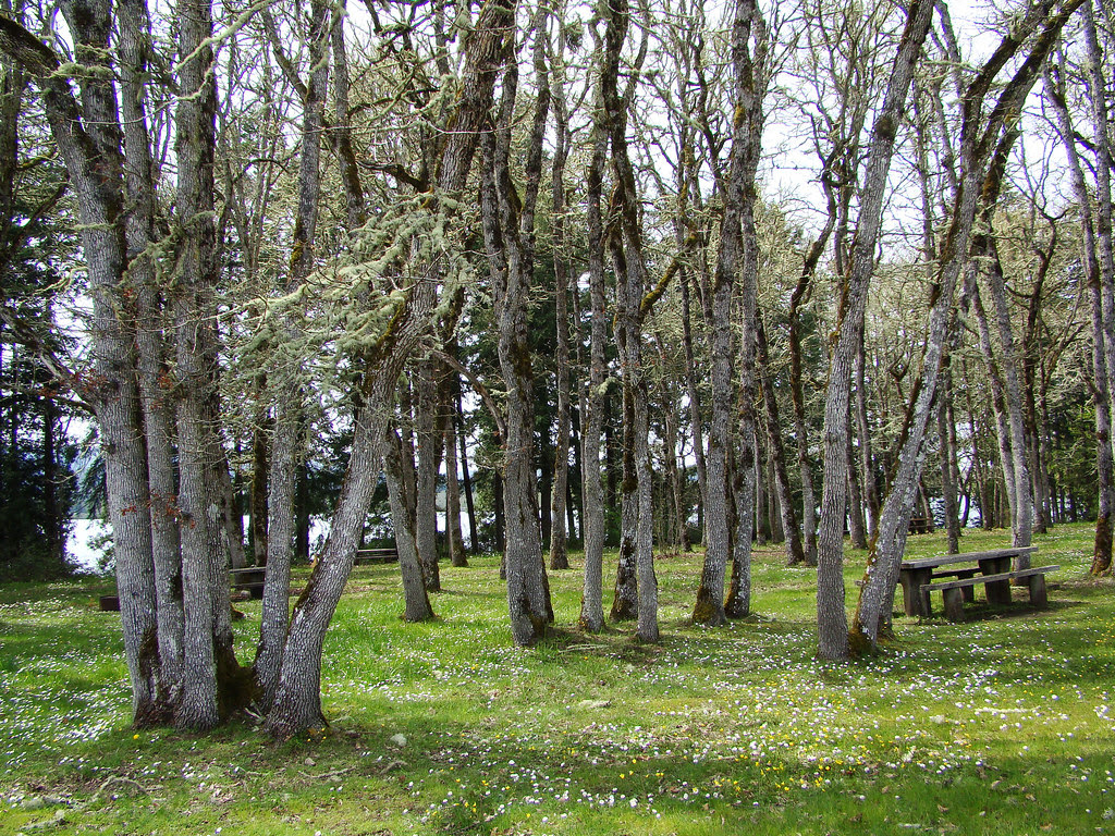 DSC06220 Lakeside trees