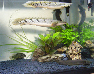 デルヘッジ特集 スマホ ポリプテルスなおきち