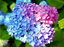 紫陽花の色は土で決まる 土壌によって色が変わる理由とは