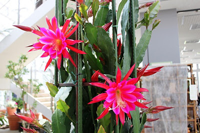 花 カ行の関連記事 栽培q A 困った どうする にお役立ち