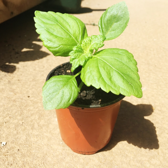 青じそ の栽培方法 初めは 苗植え がオススメ まさしくズボラ向け野菜 ずぼら主婦の家庭菜園ブログ