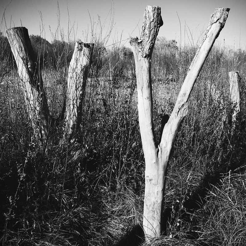 Lumix G5 via Simply B&W in iPad2