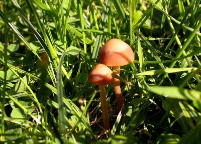 Pilze im Rasen: Was Sie jetzt tun sollten