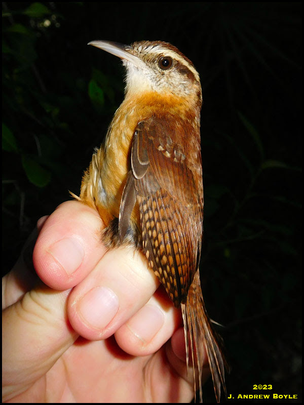 Carolina Wren