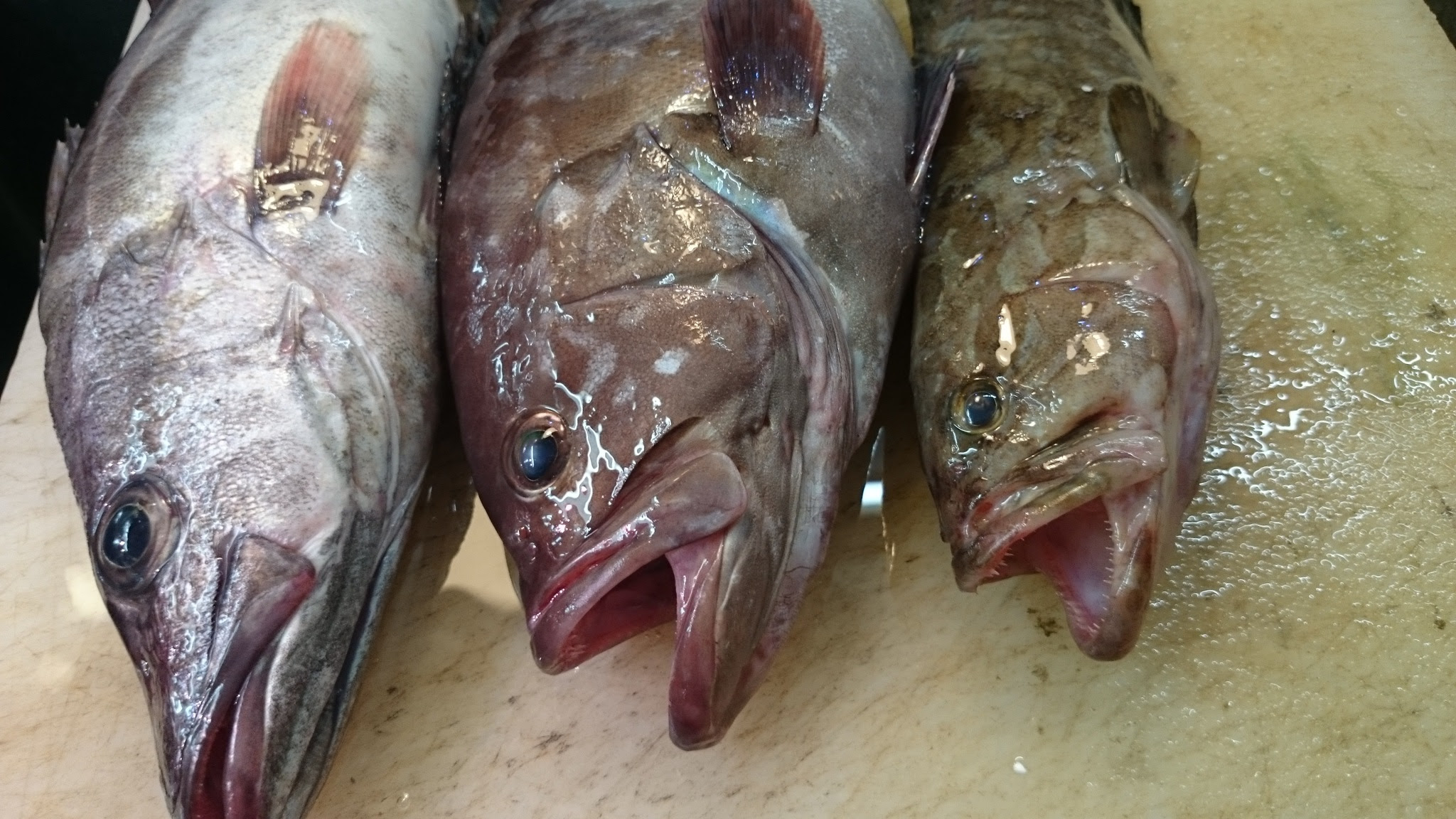 富山の魚釣り かっこいい魚