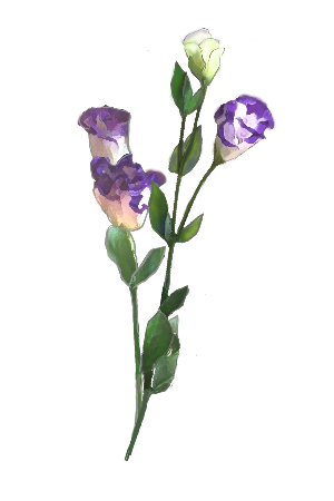 トルコキキョウ 夏のイラスト素材 無料テンプレート イラストテンプレート美里音