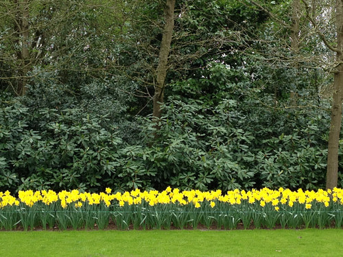 Keukenhof - daffodil border