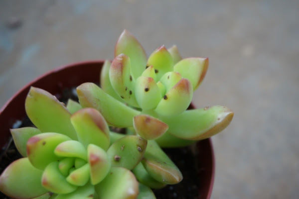 多肉植物の育て方総合
