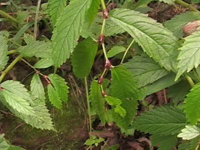 山菜 山菜直売所 ちいくろ