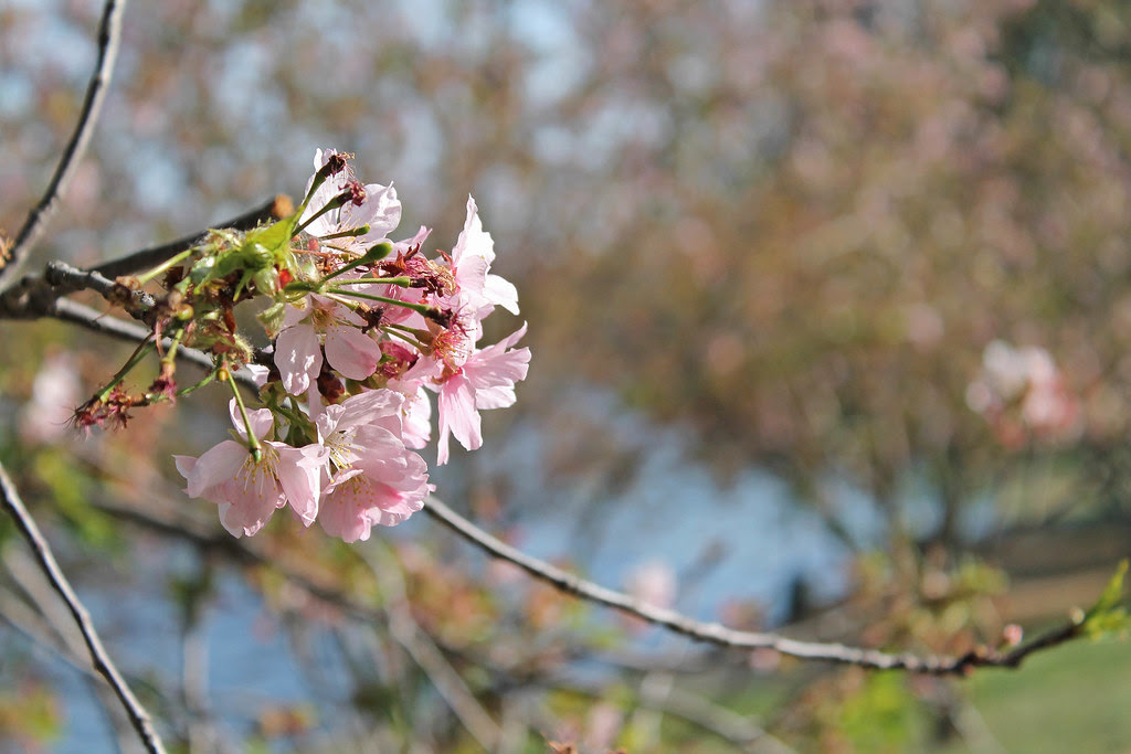 Cherry Blossoms (1)