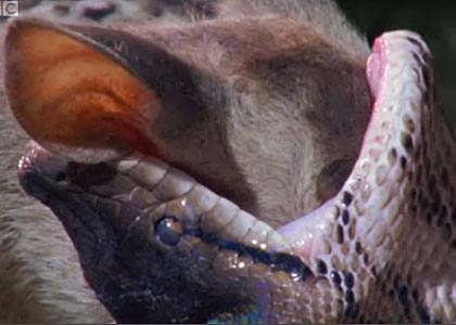 snakes Eating, snakes Eating People, snakes Eating Animal