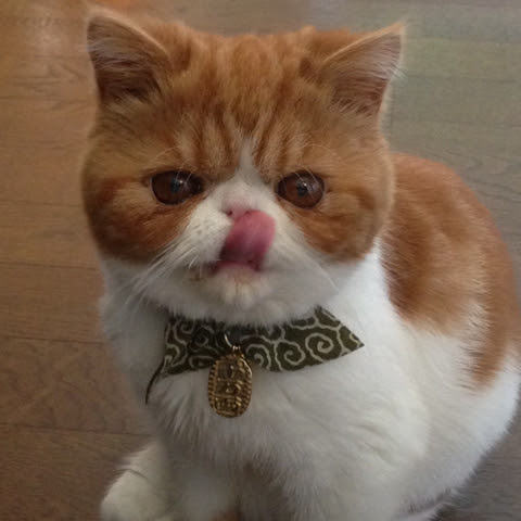エキゾチックショートヘアから好かれたいあなたへ 猫の総合情報サイト ペットスマイルニュースforネコちゃん