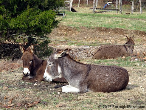 Donkey hangovers 2 - FarmgirlFare.com