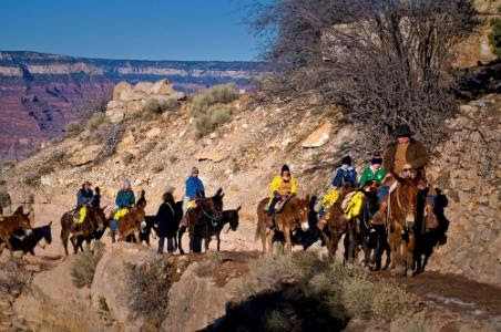 Exploring the Grand Canyon on mules