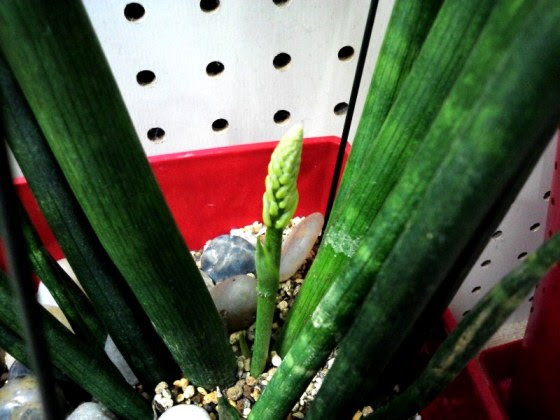 再びサンセベリアの花が カイロプラクティック メモ こうどう通信