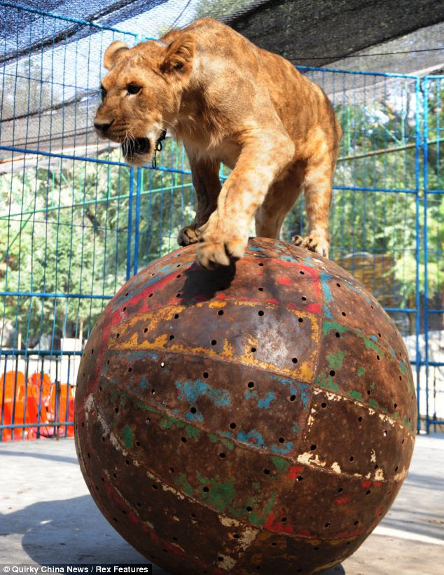 Bears skipping, lions walking on balls and monkeys riding ...