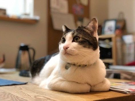 犬 に おやつ は 必要 か