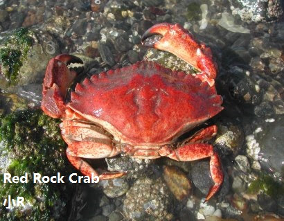 redrockcrab