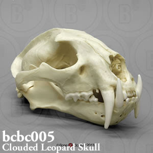 ウンピョウ頭蓋骨模型 オス bc005 ネコ科動物骨格模型