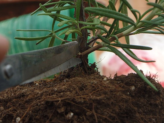 後ろの６時の園芸問題 おサルさんでもできる ローズマリーの挿し木 笑