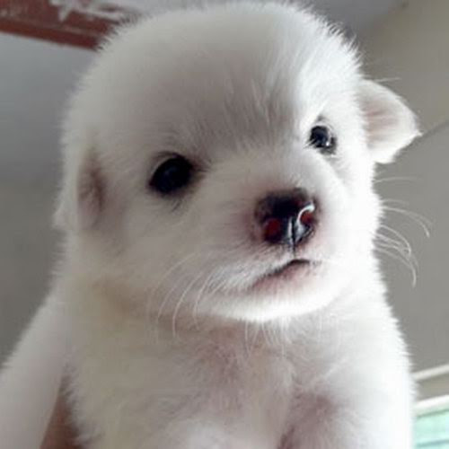 Pomeranian Dog Price In Punjab MUNIR1