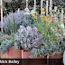 Is there such a thing as a low-maintenance and attractive garden?