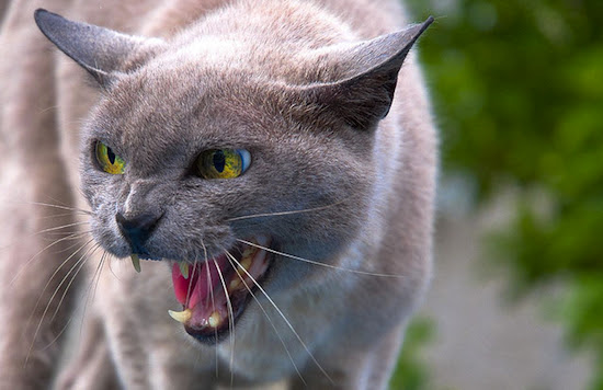 AngryCat