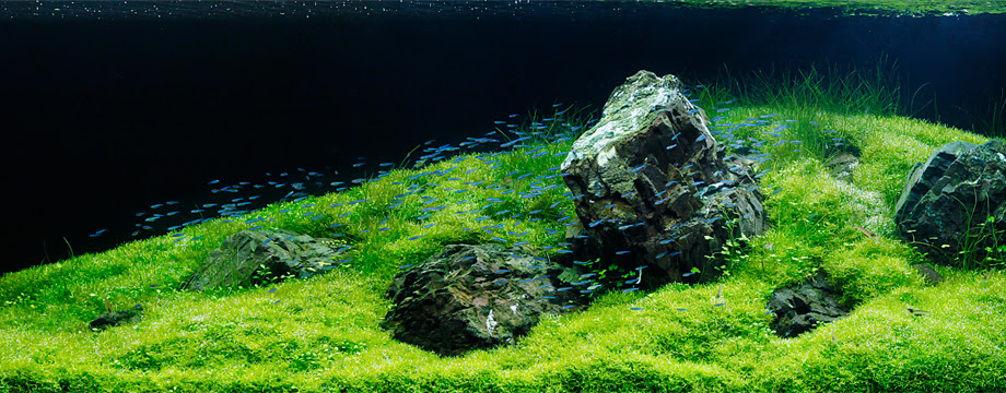 Aqua Take E 水草レイアウト水槽 熱帯魚なら アクアテイク Eへ