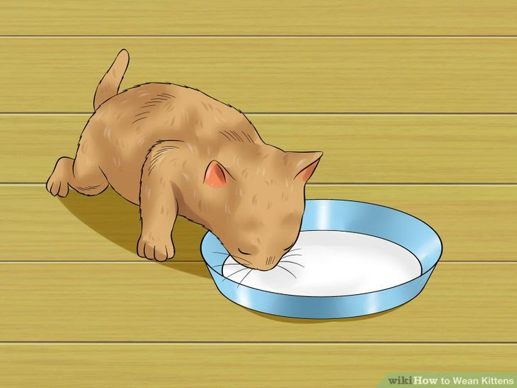 Wean Kittens Step 6.jpg