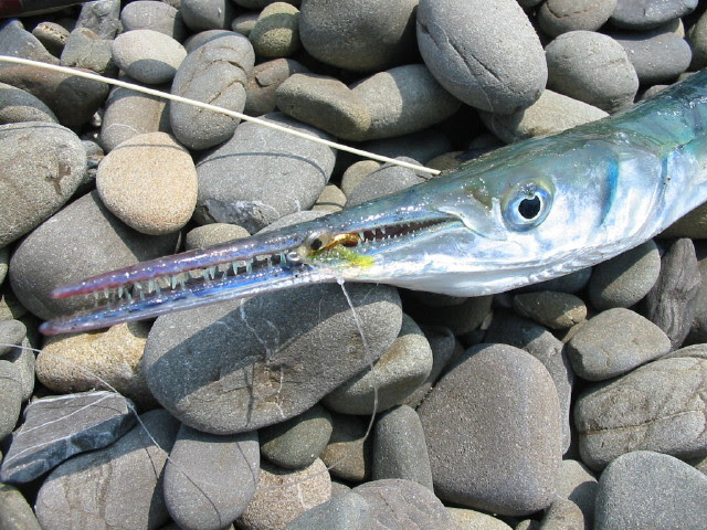 四季の雑記帳 夏の魚 ダツ